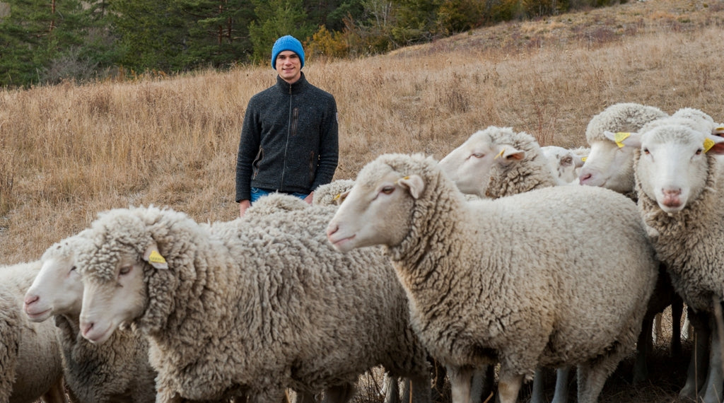 Wolle aus ausgewählten, überwiegend ökologisch wirtschaftenden Schäfereien
